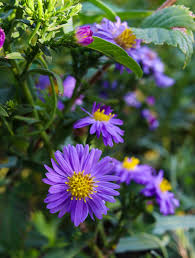 Lavender Aster Flower seeds for Planting - Garden Favorite, Heirloom & GMO Free Seeds for Home Garden