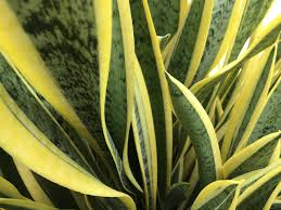 Sansevieria Plant Seeds Planting Thick Green Yellow Flower