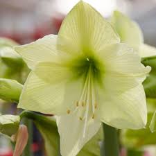 High quality Green Hippeastrum Rutilum Flower seeds for Planting Easy to Grow, Heirloom & GMO Free Seeds for Home Garden seeds pack