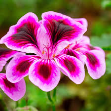 Queling Geranium Flower seeds for Planting, Premium Quality Heirloom & GMO Free Seeds for Home Garden