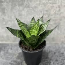 Sansevieria Plant Seeds Planting Light Green