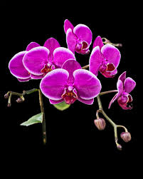 High quality Lavender Phalaenopsis Orchid Flower seeds for Planting Easy to Grow, Heirloom & GMO Free Seeds for Home Garden seeds pack