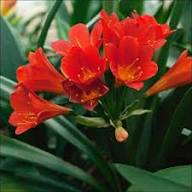 Clivia Flower seeds for Planting - Pollinator Friendly, Heirloom & GMO Free Seeds for Home Garden