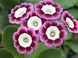 Violet Primrose Flower seeds for Planting Garden Favorite, Heirloom & GMO Free Seeds for Home Garden vegetable and garden seeds