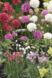 Mixed Joystick Flower seeds for Planting Low Maintenance, Heirloom & GMO Free Seeds for Home Garden vegetable and garden seeds