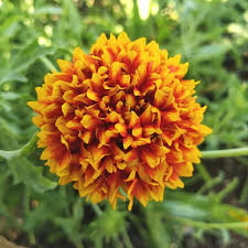 Gaillardia Flower seeds for Planting Compact Growth Heirloom & GMO Free Seeds for Home Garden