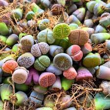 Living Stone Sempervivum Flower Seeds for Planting, Heirloom Non-GMO, High Germination
 
 Sale seeds for home garden