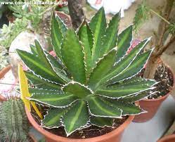 Agave Univittata Plant Seeds Planting Kit - Premium Quality For Easy