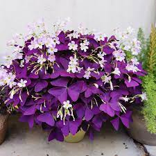 Triangularis Seeds For Fast Growth And Planting