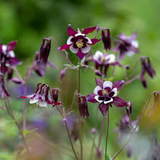 High quality Purple White William Guiness Flower seeds for Planting Compact Growth, Heirloom & GMO Free Seeds for Home Garden seeds pack