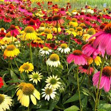 Echinacea Cheyenne Spirit Flower seeds for Planting Easy to Grow Heirloom & GMO Free Seeds for Home Garden