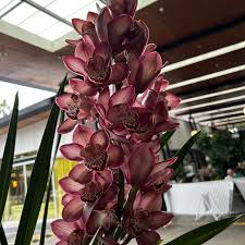 Purple Orchid Cymbidium Flower seeds for Planting - Fragrant Blossoms, Heirloom & GMO Free Seeds for Home Garden