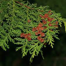 Green Chamaecyparis Obtusa Seeds For Planting