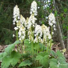 White Tiarella Foam Flower seeds for Planting - Compact Growth, Heirloom & GMO Free Seeds for Home Garden