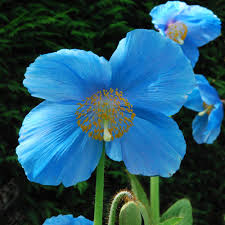 High quality Lingholm Flower seeds for Planting Drought Tolerant, Heirloom & GMO Free Seeds for Home Garden seeds pack