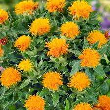 Premium Carthamus Flower seeds for Planting Compact Growth, Heirloom & GMO Free Seeds for Home Garden seeds