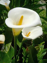 Zantedeschia Aethiopica Flower Seeds White For Planting - Seed Stunning And Elegant Blooms In Your