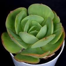 High quality Green Echeveria Palida Flower seeds for Planting Pollinator Friendly, Heirloom & GMO Free Seeds for Home Garden seeds pack
