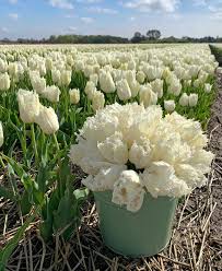 White & Green Tulip Flower Seeds For Planting