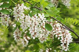 High quality Robinia Flower seeds for Planting Bright Blooms, Heirloom & GMO Free Seeds for Home Garden seeds pack