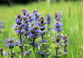 Ajuga Reptans Flower seeds for Planting Premium Quality Heirloom & GMO Free Seeds for Home Garden