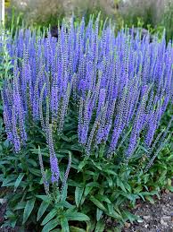 Veronica Flower seeds for Planting Seasonal Bloomer, Heirloom & GMO Free Seeds for Home Garden vegetable and garden seeds