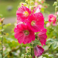 Malvarosa Flower seeds for Planting Vibrant Colors, Heirloom & GMO Free Seeds for Home Garden seeds for planting