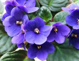 Saintpaulia Flower seeds for Planting Long Bloom Season Heirloom & GMO Free Seeds for Home Garden