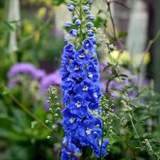 Violet Matthiola Incana Flower seeds for Planting - Shade Tolerant, Heirloom & GMO Free Seeds for Home Garden