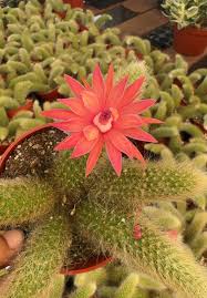 Hildewintera Flower seeds for Planting Fragrant Blossoms Heirloom & GMO Free Seeds for Home Garden
