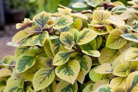 Coleus Yellow Flower seeds for Planting Pollinator Friendly, Heirloom & GMO Free Seeds for Home Garden vegetable and garden seeds