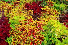 Green And Yellow Coleus Seeds For Planting Plant Seeds