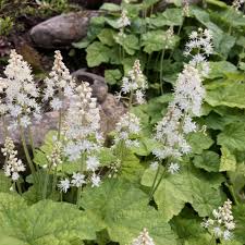 High quality White Tiarella Trifoliata Flower seeds for Planting Colorful Display, Heirloom & GMO Free Seeds for Home Garden seeds pack