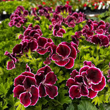 Premium Geranium Flower seeds for Planting Shade Tolerant, Heirloom & GMO Free Seeds for Home Garden Sa seeds