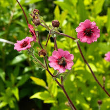 Premium Pink Potentilla Nepalensis Flower seeds for Planting Cut Flower Favorite, Heirloom & GMO Free Seeds for Home Garden seeds