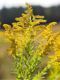 Premium Goldenrod Flower seeds for Planting Wildflower Mix, Heirloom & GMO Free Seeds for Home Garden seeds