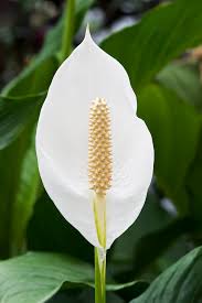 Peace Lily Flower seeds for Planting - Drought Tolerant, Heirloom & GMO Free Seeds for Home Garden