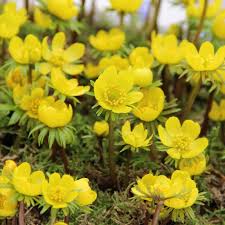 Premium Hyemalis Flower seeds for Planting Seasonal Bloomer, Heirloom & GMO Free Seeds for Home Garden seeds