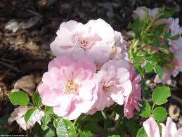 Pink Polyantha Flower seeds for Planting Easy to Grow, Heirloom & GMO Free Seeds for Home Garden vegetable and garden seeds