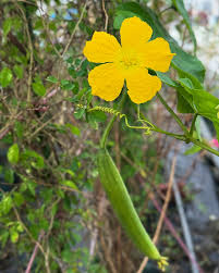 Yellow Luffa Flower seeds for Planting Vibrant Colors, Heirloom & GMO Free Seeds for Home Garden vegetable and garden seeds
