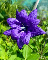 Violet Grandiflorus Flower seeds for Planting - Shade Tolerant, Heirloom & GMO Free Seeds for Home Garden