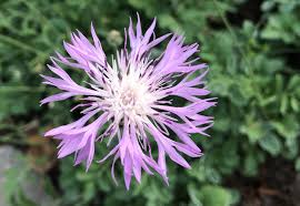 Dianthus Superbus Flower seeds for Planting Long Bloom Season, Heirloom & GMO Free Seeds for Home Garden vegetable and garden seeds