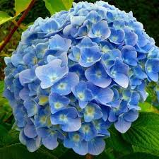 Sea Blue Hydrangea Flower seeds for Planting Sun Loving, Heirloom & GMO Free Seeds for Home Garden vegetable and garden seeds