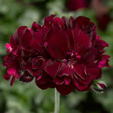 Premium Geranium Burgundy Flower seeds for Planting Premium Quality, Heirloom & GMO Free Seeds for Home Garden seeds