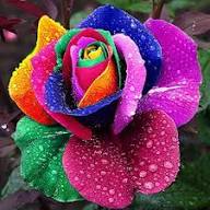 Mixed Rose Flower Seeds for Planting - Create Vibrant and Captivating Floral Displays