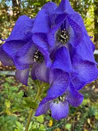Monkshood Poisonous Flower seeds for Planting - Vibrant Colors, Heirloom & GMO Free Seeds for Home Garden