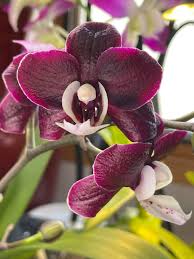 High quality Maroon Butterfly Orchids Flower seeds for Planting Perfect for Borders, Heirloom & GMO Free Seeds for Home Garden seeds pack