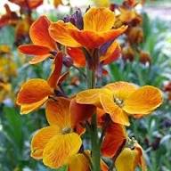 Goldlack Flower seeds for Planting - Pollinator Friendly, Heirloom & GMO Free Seeds for Home Garden