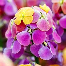 Purple Pink Linifolium Flower seeds for Planting Perfect for Borders, Heirloom & GMO Free Seeds for Home Garden vegetable and garden seeds