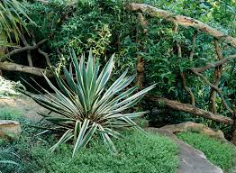 Yucca Planting Seeds For Hardy Landscapes